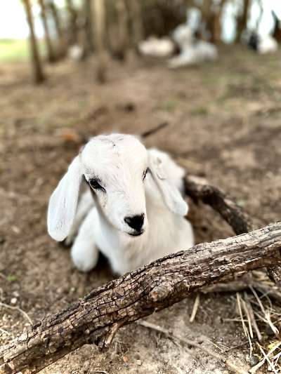 Blue Roan Kiko Goat