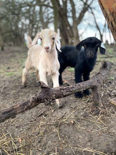 Kiko Goat Twins