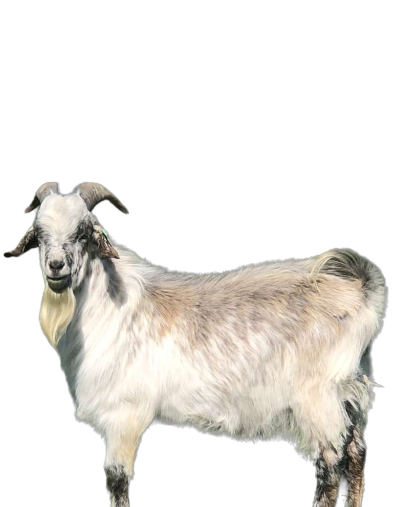 LIT FORT'S BLUE DEFENDER KIKO GOAT